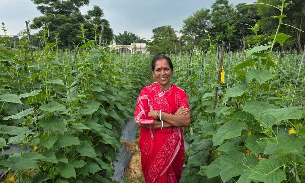बिहान से बहनों को मिला आर्थिक संबल, खीरे की खेती से सुभद्रा मंडल ने लिखी  आत्मनिर्भरता की नई कहानी - News 20 LIVE