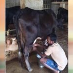 राष्ट्रीय कृत्रिम गर्भाधान कार्यक्रम से बदली योहिनापाली के नीलाम्बर की किस्मत