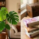 मॉन्स्टेरा का पौधा घर में किस दिशा में रखें? फेंगशुई के अनुसार धन और समृद्धि के लिए जानें सही जगह