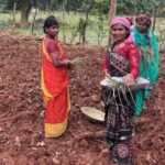 लेमन ग्रास की खुशबू से महक रही आत्मनिर्भरता, जीपीएम की महिलाएं बढ़ रहीं ‘लखपति दीदी’ बनने की राह पर