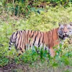 बालाघाट का लांजी जंगल बना वन्यजीवों का नया कॉरिडोर, छत्तीसगढ़ से हाथी और महाराष्ट्र से आ रहे बाघ