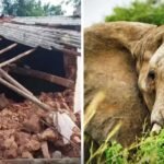 CG में हाथियों का तांडव, सुबह 3 बजे गांव में घुसे झुंड ने मवेशियों को कुचला