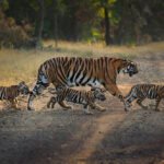 वीरांगना दुर्गावती टाइगर रिजर्व में बढ़ा बाघों का कुनबा, बाघिन N-6 ने दिए 4 शावकों को जन्म