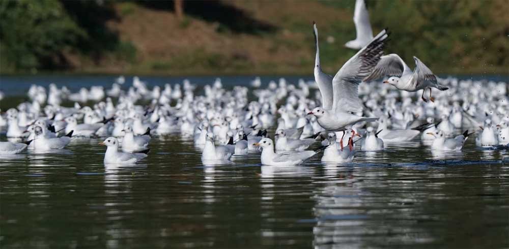 birds_02.jpg