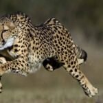cheetah_33_3-1.jpg