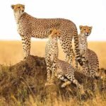 cheetah_47_1-1.jpg