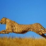 cheetah_47_2.jpg