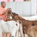प्रदेश के सभी 75 जिलों में खुलेंगे पंचगव्य के आउटलेट, गोमूत्र और गोबर से तैयार होंगे उत्पाद
