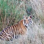 शहडोल के वन बाघों और हाथियों के लिए नेचुरल कॉरिडोर— 4 टाइगर रिजर्व्स को जोड़ने में अहम भूमिका