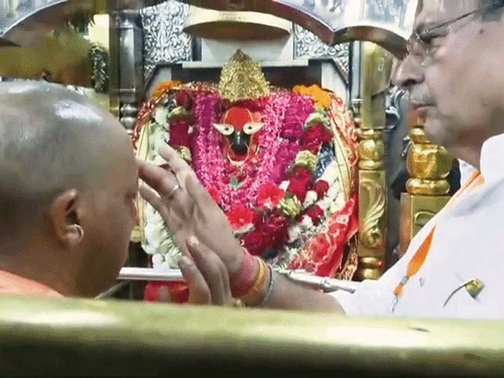 yogi-6.jpg